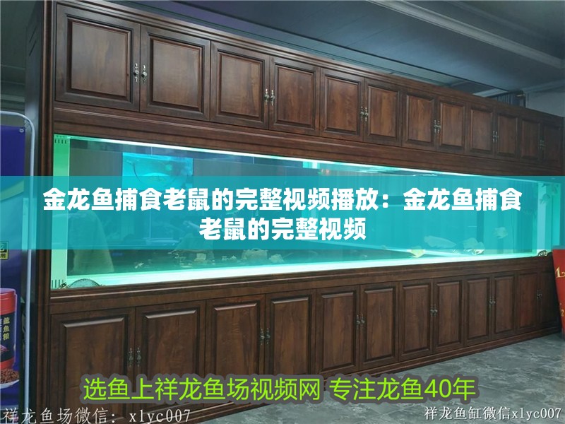 金龍魚(yú)捕食老鼠的完整視頻播放：金龍魚(yú)捕食老鼠的完整視頻