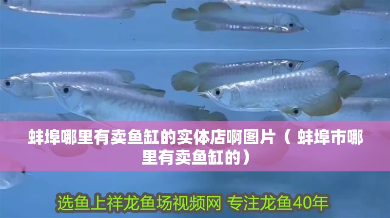 蚌埠哪里有賣魚缸的實體店啊圖片（ 蚌埠市哪里有賣魚缸的）