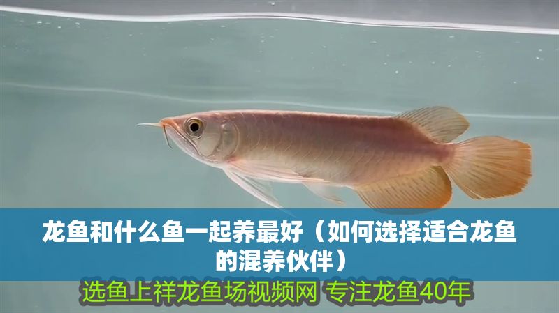 龍魚和什么魚一起養最好（如何選擇適合龍魚的混養伙伴）