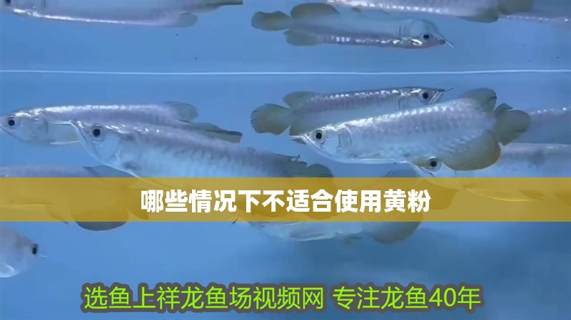 龍魚干蝦有營養嗎 哪些情況下不適合使用黃粉 龍魚百科 哪些情況下不適合使用黃粉 哪些情況下不適合使用黃粉 龍魚百科