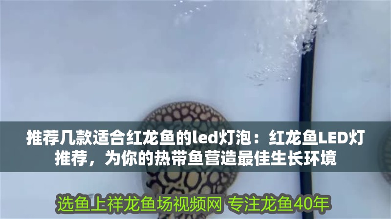 推薦幾款適合紅龍魚的led燈泡：紅龍魚LED燈推薦，為你的熱帶魚營造最佳生長環境