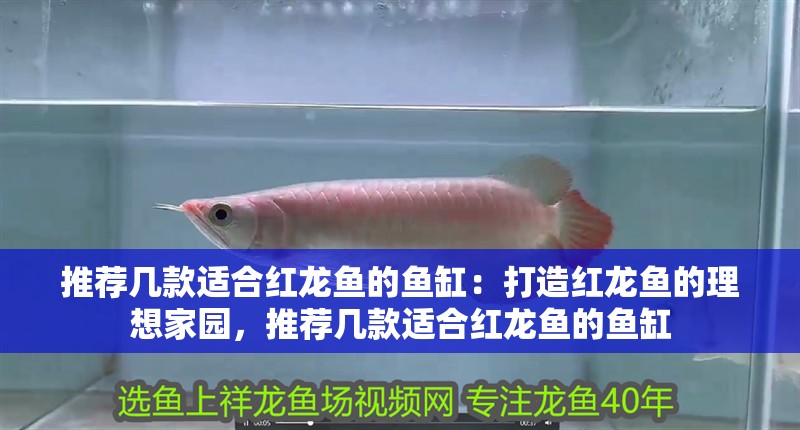 推薦幾款適合紅龍魚的魚缸：打造紅龍魚的理想家園，推薦幾款適合紅龍魚的魚缸