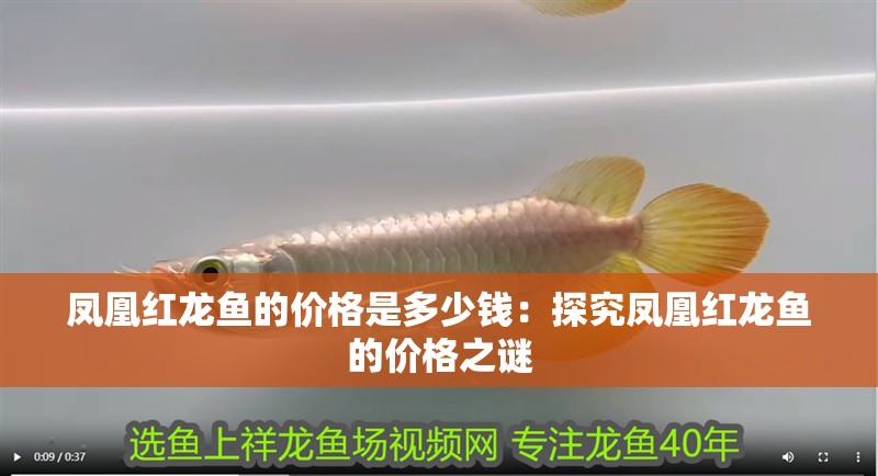 鳳凰紅龍魚的價格是多少錢：探究鳳凰紅龍魚的價格之謎