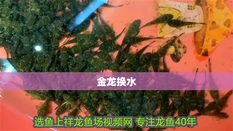 金龍換水 金龍換水 龍魚論壇