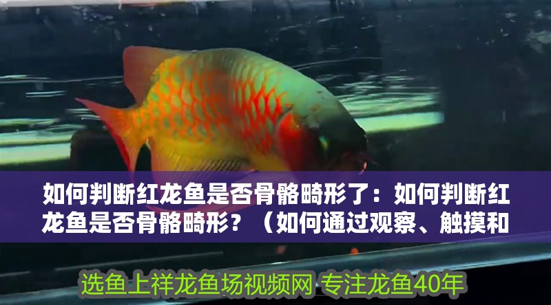 如何判斷紅龍魚是否骨骼畸形了：如何判斷紅龍魚是否骨骼畸形？（如何通過觀察、觸摸和專業工具來判斷紅龍魚是否骨骼畸形）