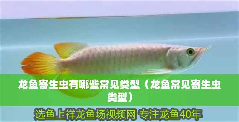 龍魚寄生蟲有哪些常見類型（龍魚常見寄生蟲類型）