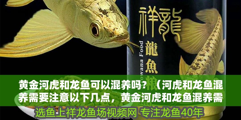 黃金河虎和龍魚可以混養嗎？（河虎和龍魚混養需要注意以下幾點，黃金河虎和龍魚混養需要注意）