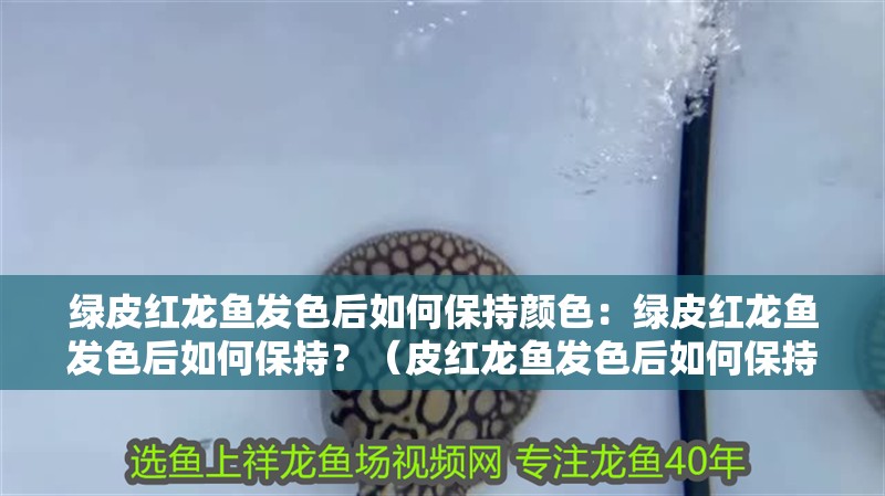 綠皮紅龍魚發色后如何保持顏色：綠皮紅龍魚發色后如何保持？（皮紅龍魚發色后如何保持顏色）