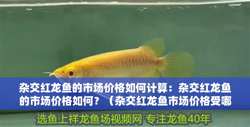 雜交紅龍魚的市場價格如何計算：雜交紅龍魚的市場價格如何？（雜交紅龍魚市場價格受哪些因素影響雜交紅龍魚的市場價格）