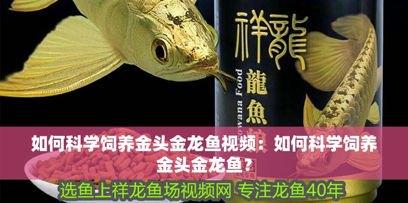 如何科學飼養金頭金龍魚視頻：如何科學飼養金頭金龍魚？
