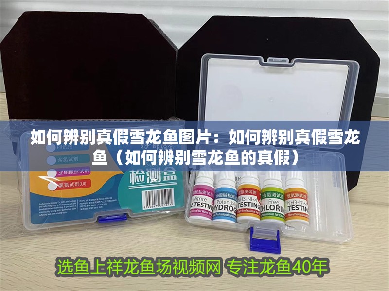 如何辨別真假雪龍魚圖片：如何辨別真假雪龍魚（如何辨別雪龍魚的真假）