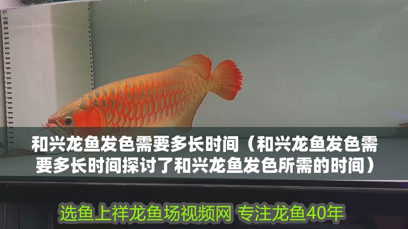 和興龍魚發(fā)色需要多長時間（和興龍魚發(fā)色需要多長時間探討了和興龍魚發(fā)色所需的時間）