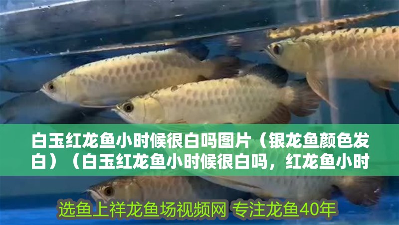 白玉紅龍魚小時候很白嗎圖片（銀龍魚顏色發白）（白玉紅龍魚小時候很白嗎，紅龍魚小時候很白嗎）