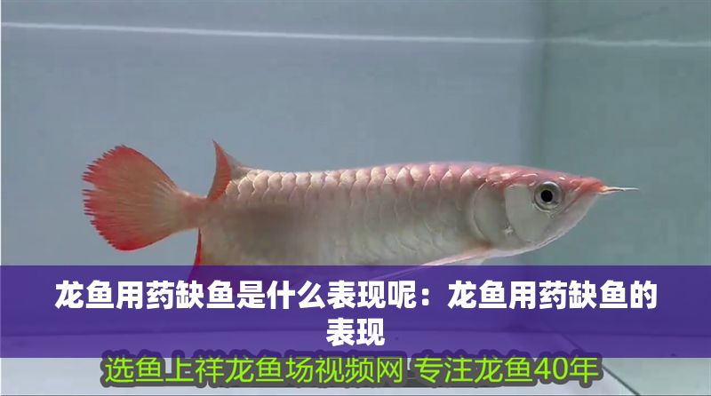 龍魚用藥缺魚是什么表現(xiàn)呢：龍魚用藥缺魚的表現(xiàn)