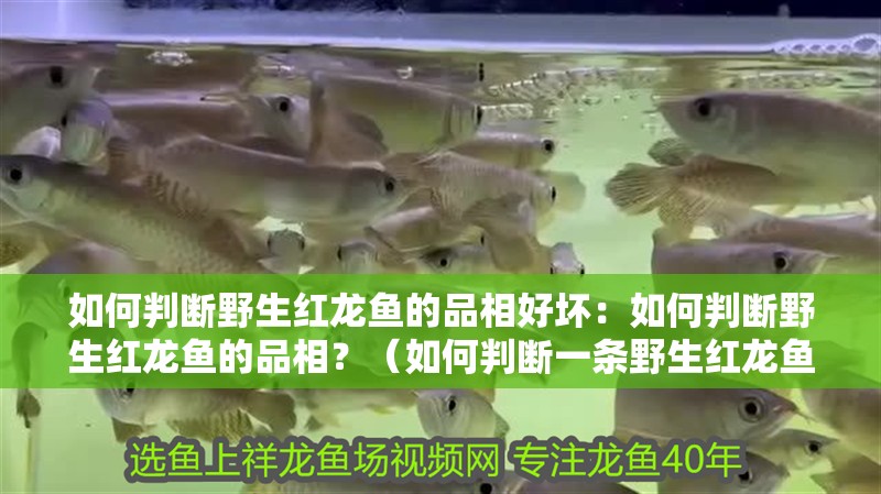 如何判斷野生紅龍魚的品相好壞：如何判斷野生紅龍魚的品相？（如何判斷一條野生紅龍魚的好壞）