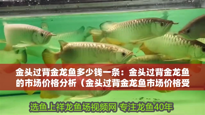金頭過背金龍魚多少錢一條：金頭過背金龍魚的市場價格分析（金頭過背金龍魚市場價格受到多種因素影響金頭過背金龍魚的價格）