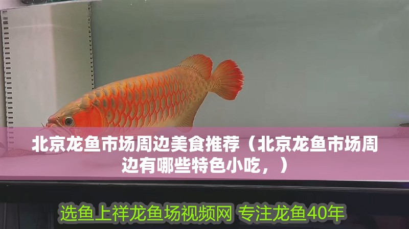 北京龍魚市場周邊美食推薦（北京龍魚市場周邊有哪些特色小吃，） 北京龍魚市場周邊美食推薦（北京龍魚市場周邊有哪些特色小吃，） 觀賞魚百科