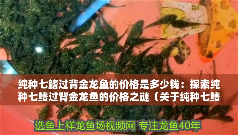 純種七鰭過背金龍魚的價格是多少錢：探索純種七鰭過背金龍魚的價格之謎（關于純種七鰭過背金龍魚的一些建議）