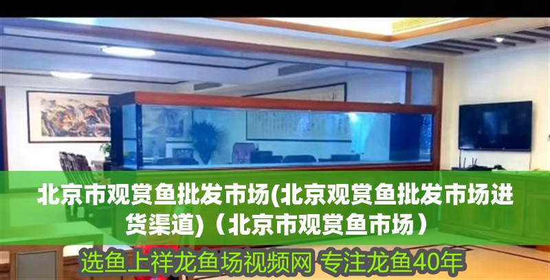 北京市觀賞魚(yú)批發(fā)市場(chǎng)(北京觀賞魚(yú)批發(fā)市場(chǎng)進(jìn)貨渠道)（北京市觀賞魚(yú)市場(chǎng)）