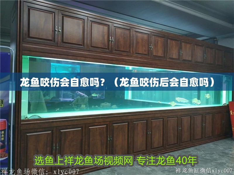 龍魚咬傷會自愈嗎？（龍魚咬傷后會自愈嗎）