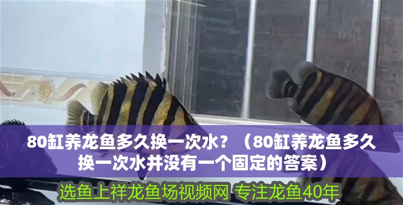 80缸養龍魚多久換一次水？（80缸養龍魚多久換一次水并沒有一個固定的答案）