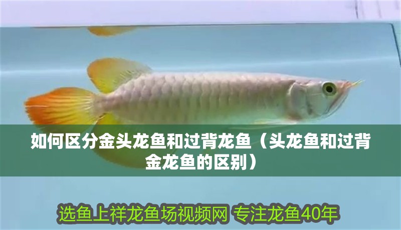 如何區分金頭龍魚和過背龍魚（頭龍魚和過背金龍魚的區別）
