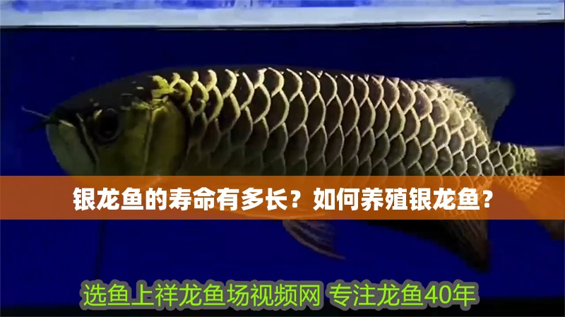 銀龍魚的壽命有多長？如何養殖銀龍魚？