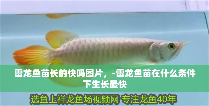 雷龍魚苗長的快嗎圖片，-雷龍魚苗在什么條件下生長最快