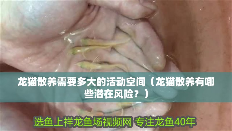 龍貓散養需要多大的活動空間（龍貓散養有哪些潛在風險？）