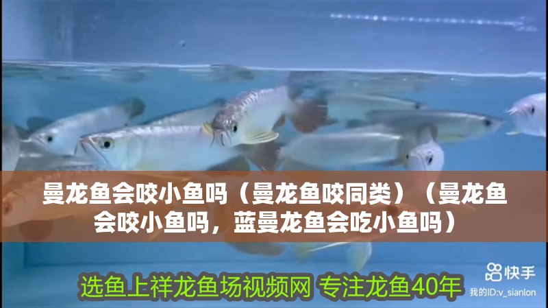 曼龍魚會咬小魚嗎（曼龍魚咬同類）（曼龍魚會咬小魚嗎，藍曼龍魚會吃小魚嗎）