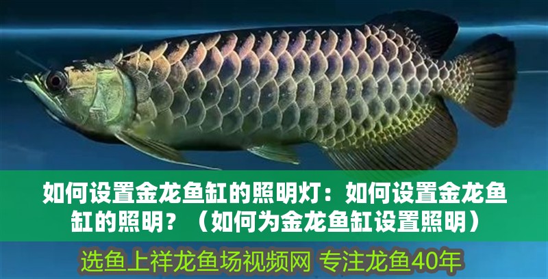 如何設(shè)置金龍魚缸的照明燈：如何設(shè)置金龍魚缸的照明？（如何為金龍魚缸設(shè)置照明）