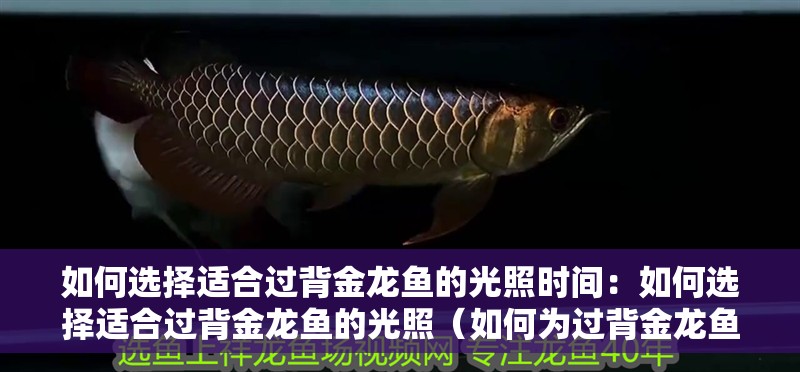 如何選擇適合過背金龍魚的光照時間：如何選擇適合過背金龍魚的光照（如何為過背金龍魚選擇適合的光照）