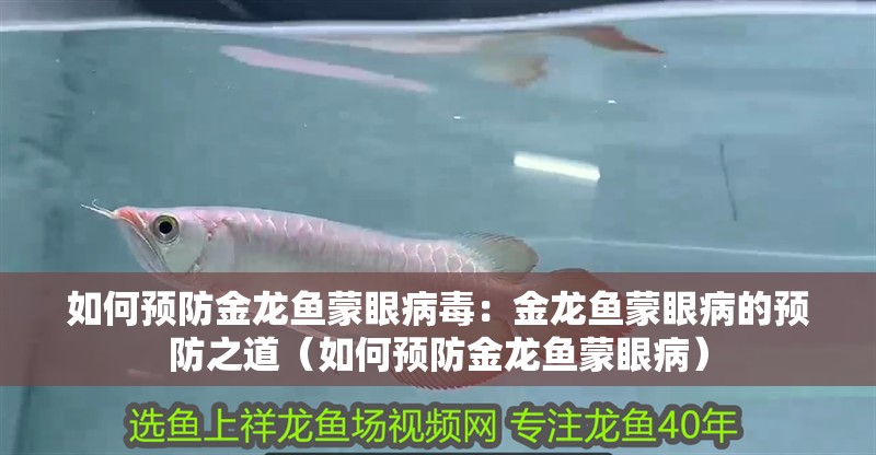 如何預防金龍魚蒙眼病毒：金龍魚蒙眼病的預防之道（如何預防金龍魚蒙眼病）