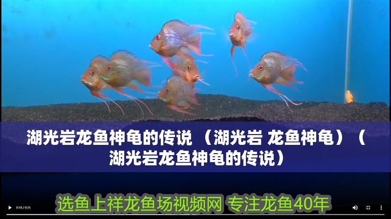 湖光巖龍魚(yú)神龜?shù)膫髡f(shuō) （湖光巖 龍魚(yú)神龜）（湖光巖龍魚(yú)神龜?shù)膫髡f(shuō)）