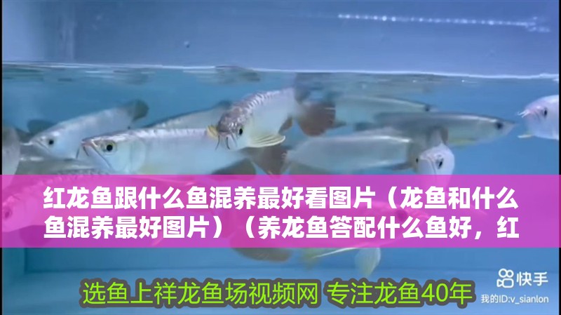 紅龍魚跟什么魚混養(yǎng)最好看圖片（龍魚和什么魚混養(yǎng)最好圖片）（養(yǎng)龍魚答配什么魚好，紅龍魚配什么魚好，）