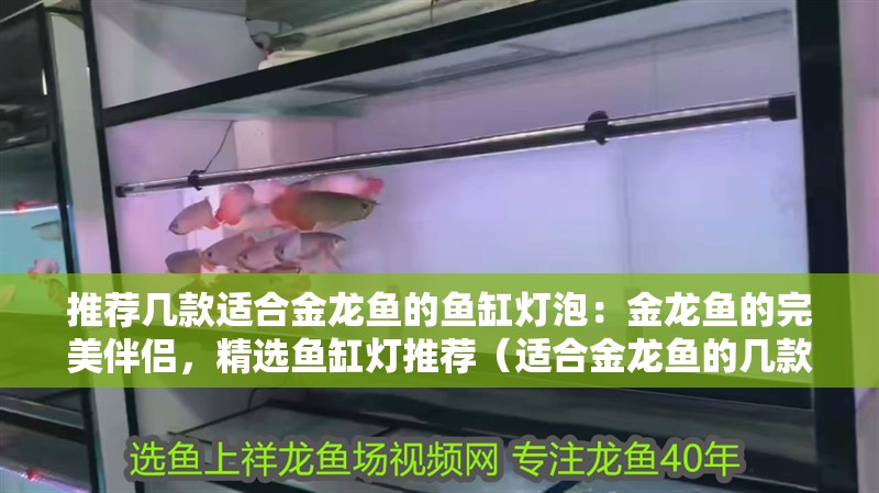 推薦幾款適合金龍魚的魚缸燈泡：金龍魚的完美伴侶，精選魚缸燈推薦（適合金龍魚的幾款魚缸燈）