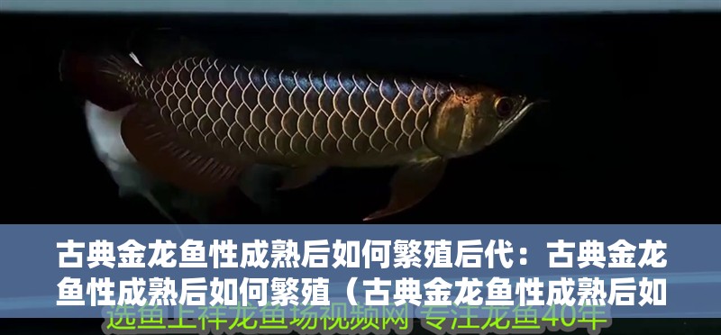 古典金龍魚性成熟后如何繁殖后代：古典金龍魚性成熟后如何繁殖（古典金龍魚性成熟后如何繁殖）