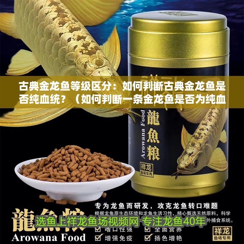 古典金龍魚等級區分：如何判斷古典金龍魚是否純血統？（如何判斷一條金龍魚是否為純血統）