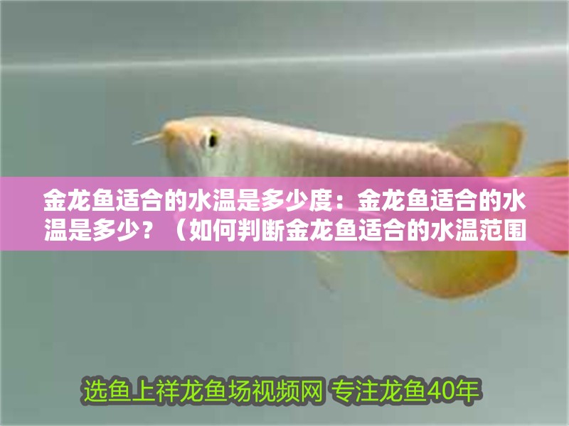 金龍魚(yú)適合的水溫是多少度：金龍魚(yú)適合的水溫是多少？（如何判斷金龍魚(yú)適合的水溫范圍）