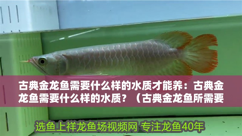 古典金龍魚需要什么樣的水質(zhì)才能養(yǎng)：古典金龍魚需要什么樣的水質(zhì)？（古典金龍魚所需要保持一定的水質(zhì)條件，古典金龍魚需要定期檢測(cè)）