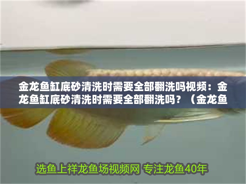 金龍魚缸底砂清洗時需要全部翻洗嗎視頻：金龍魚缸底砂清洗時需要全部翻洗嗎？（金龍魚缸底砂清洗方法）