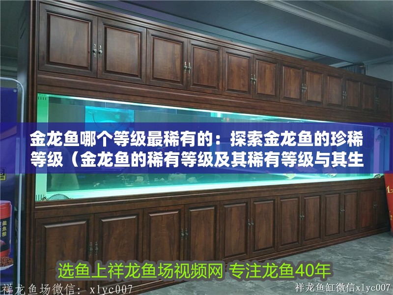 金龍魚(yú)哪個(gè)等級(jí)最稀有的：探索金龍魚(yú)的珍稀等級(jí)（金龍魚(yú)的稀有等級(jí)及其稀有等級(jí)與其生物學(xué)特性密切相關(guān)）