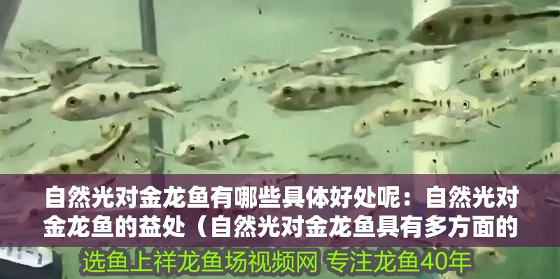 自然光對金龍魚有哪些具體好處呢：自然光對金龍魚的益處（自然光對金龍魚具有多方面的益處）