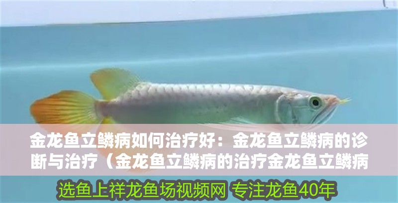 金龍魚立鱗病如何治療好：金龍魚立鱗病的診斷與治療（金龍魚立鱗病的治療金龍魚立鱗病的診斷方法和治療方法）