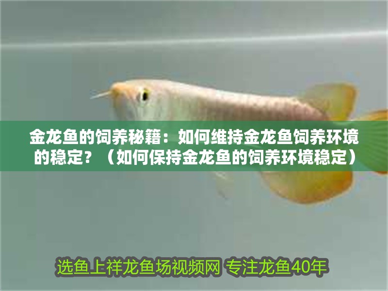 金龍魚的飼養秘籍：如何維持金龍魚飼養環境的穩定？（如何保持金龍魚的飼養環境穩定）