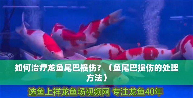 如何治療龍魚尾巴損傷？（魚尾巴損傷的處理方法） 如何治療龍魚尾巴損傷？（魚尾巴損傷的處理方法） 龍魚百科