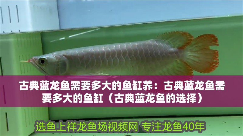 古典藍龍魚需要多大的魚缸養：古典藍龍魚需要多大的魚缸（古典藍龍魚的選擇） 古典藍龍魚需要多大的魚缸養：古典藍龍魚需要多大的魚缸（古典藍龍魚的選擇） 水族問答