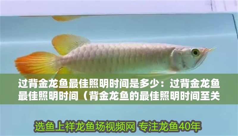 過背金龍魚最佳照明時間是多少：過背金龍魚最佳照明時間（背金龍魚的最佳照明時間至關重要，過背金龍魚的最佳照明時間至關重要）