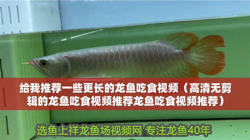 給我推薦一些更長的龍魚吃食視頻（高清無剪輯的龍魚吃食視頻推薦龍魚吃食視頻推薦）