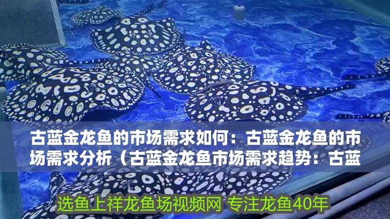 古藍金龍魚的市場需求如何：古藍金龍魚的市場需求分析（古藍金龍魚市場需求趨勢：古藍金龍魚市場需求趨勢）